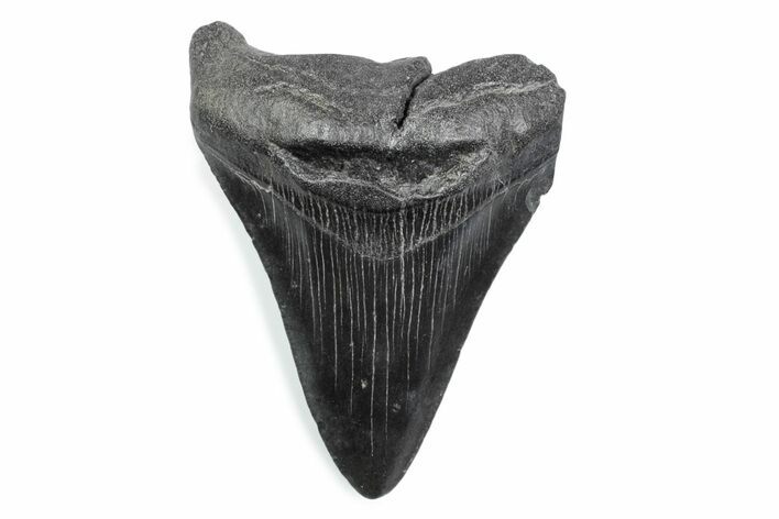 Fossil Megalodon Tooth - South Carolina #370475